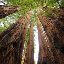 Séquoia toujours vert / Sequoia sempervirens